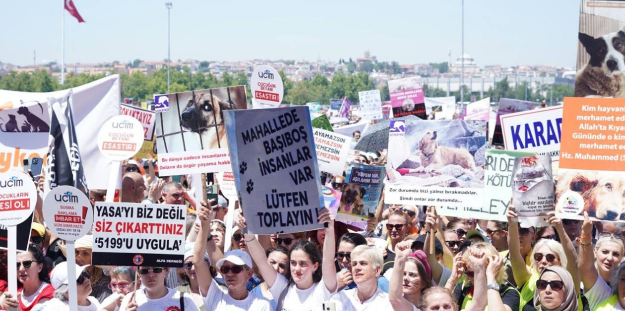 Büyükşehir Belediyeleri; Hacettepe, Yıldız Teknik ve Koç Üniversitelerinde Köpekleri Topluyor - ÜniKuir